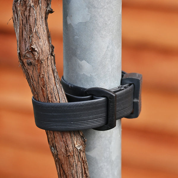 rubber tree strapping Buckle Tree Tie