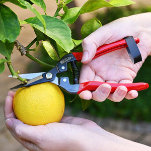 Pruning