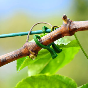 Trellising