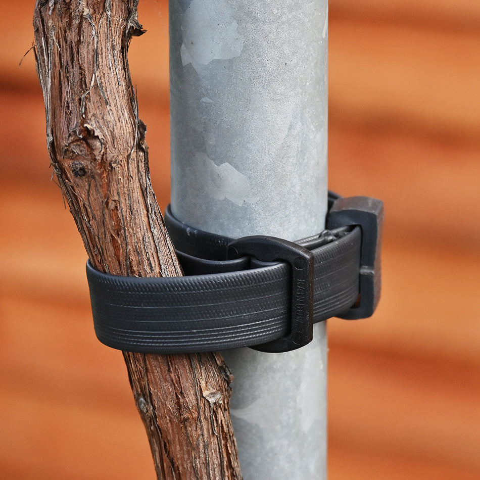 rubber tree straps Buckle Tree Tie