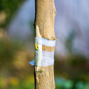 Budding & Grafting Tape